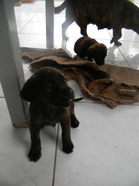 20120929 Fazenda Filhotes cães cachorros para doação 004.jpg