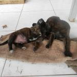 20120929 Fazenda Filhotes cães cachorros para doação 006.jpg