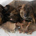20120929 Fazenda Filhotes cães cachorros para doação 008.jpg