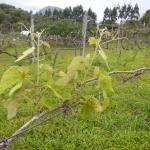 20121001 Fazenda Brotação parreiral uva videira fruticultura.jpg