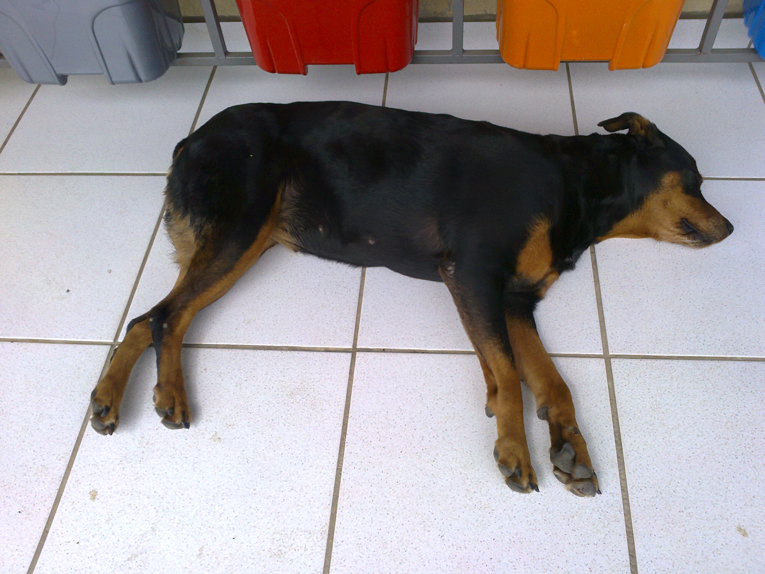 20120904 Fazenda cachorros Belinha cães.jpg
