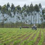 20121002 Fazenda Adubação com uréia no milho lavoura.jpg