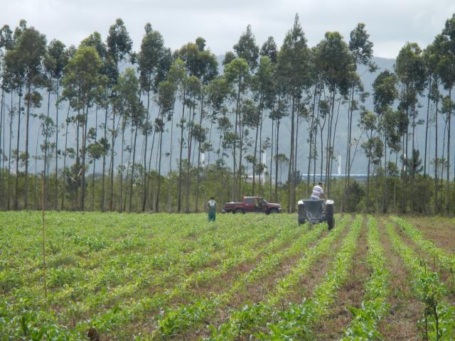 20121002 Fazenda Adubação com uréia no milho lavoura.jpg