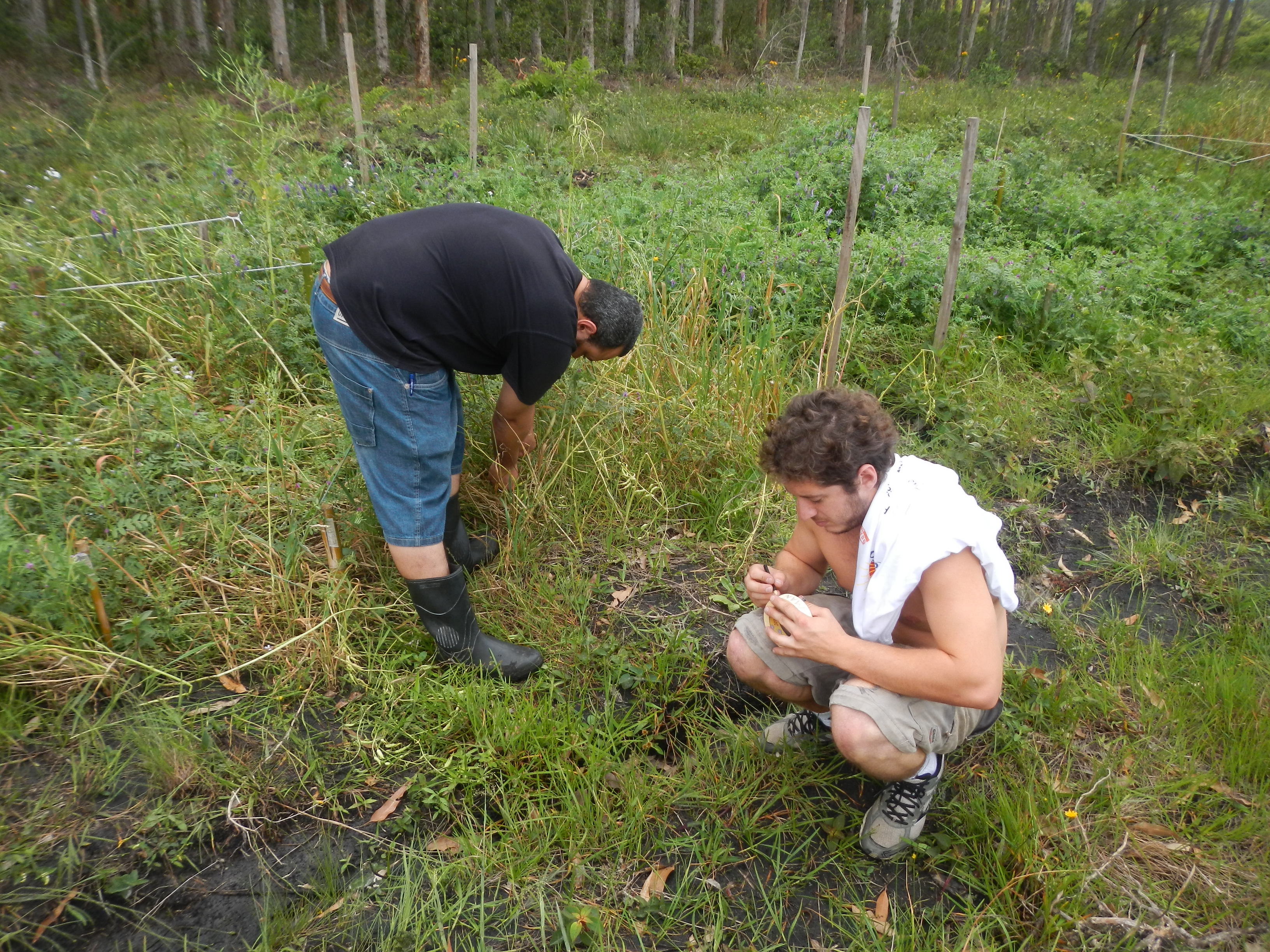 20121003 Fazenda Experimento agroecologia cobertura inverno 001.jpg