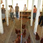 20121015 Fazenda Avicultura Aula Animais Agroecológicos Zootecni 002.jpg