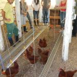 20121015 Fazenda Avicultura Aula Animais Agroecológicos Zootecni 003.jpg