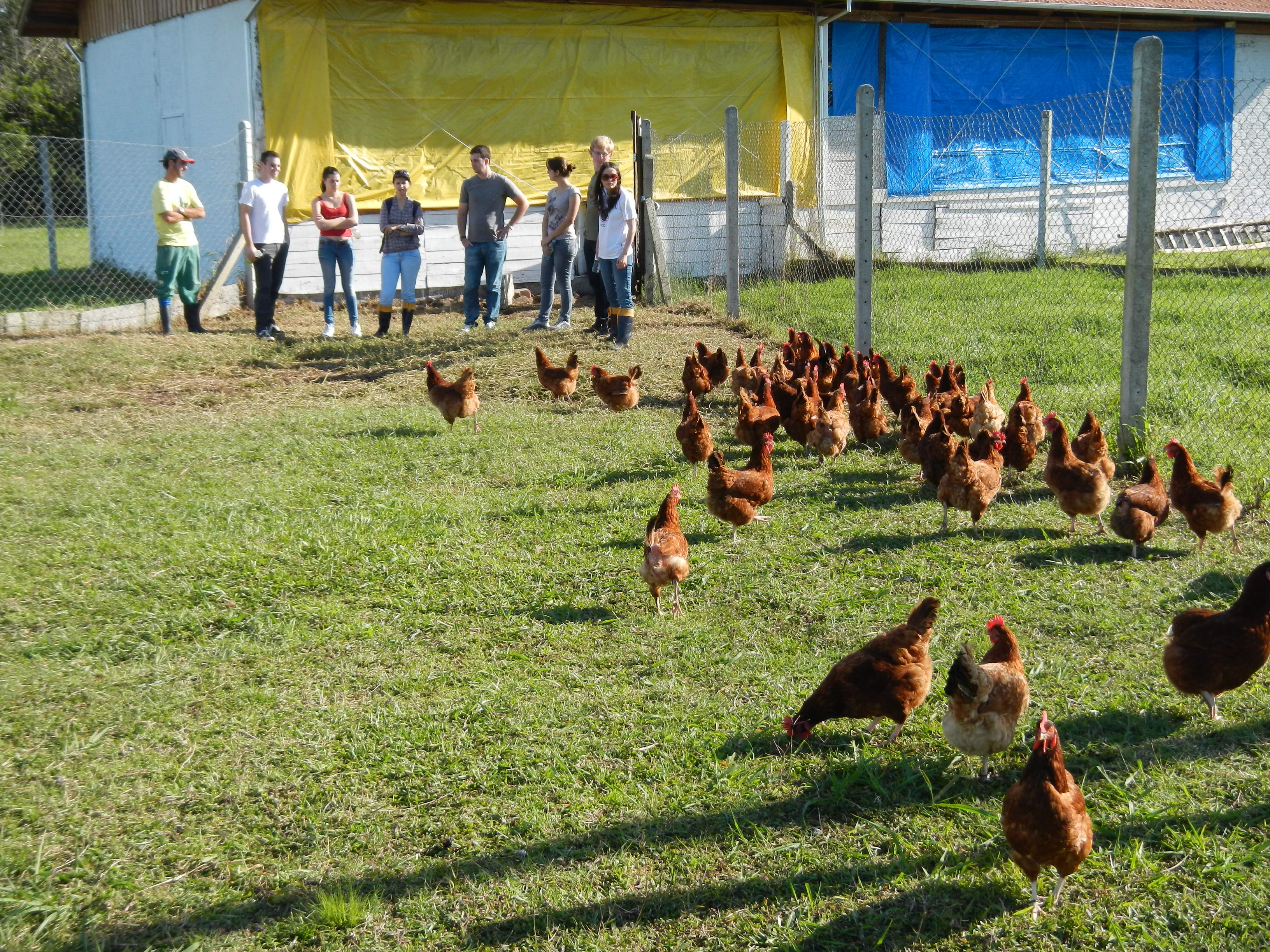 20121015 Fazenda Avicultura Aula Animais Agroecológicos Zootecni 005.jpg