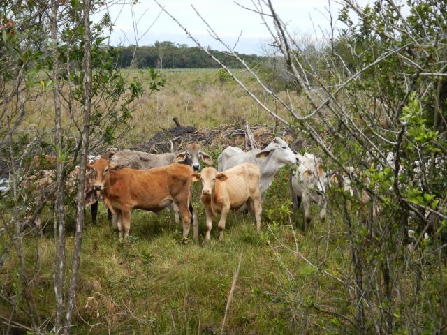 20121016 Fazenda Aula Bioestatística gado bovinos novos zootecnia 001.jpg