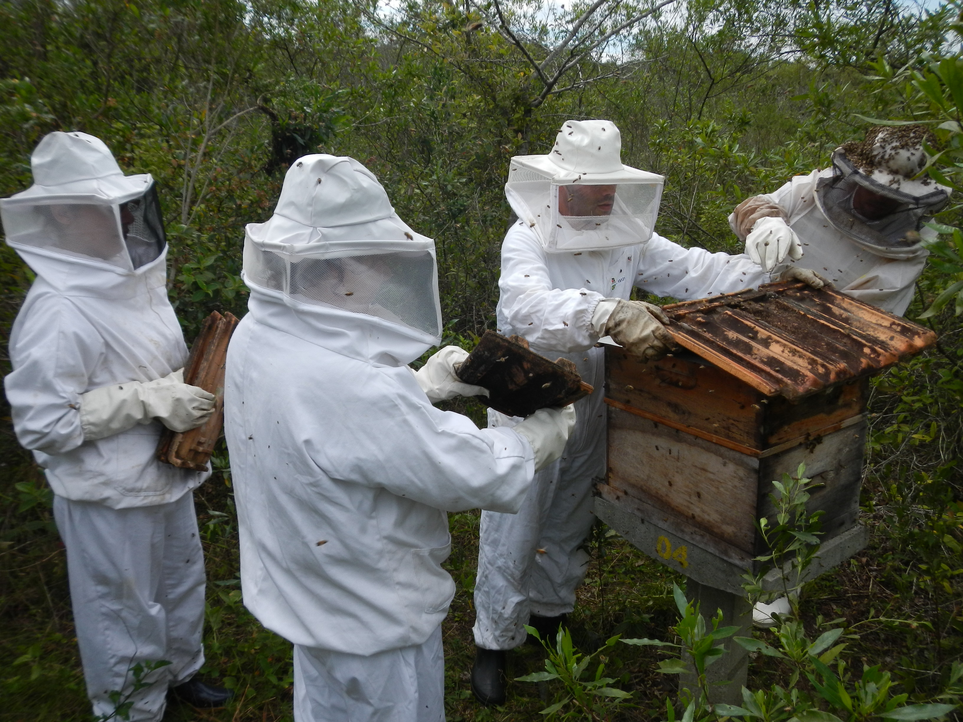 20121017 Fazenda Apicultura abelhas prática doutorado RGV 002.jpg