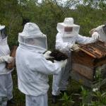 20121017 Fazenda Apicultura abelhas prática doutorado RGV 002.jpg