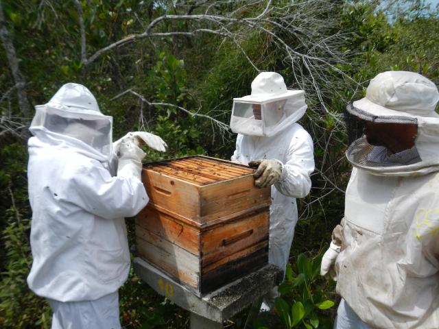 20121017 Fazenda Apicultura abelhas prática doutorado RGV 003.jpg