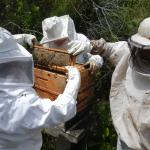 20121017 Fazenda Apicultura abelhas prática doutorado RGV 004.jpg