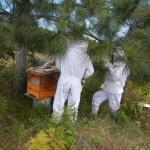 20121017 Fazenda Apicultura abelhas prática doutorado RGV 005.jpg