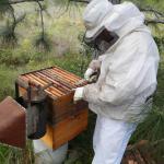 20121017 Fazenda Apicultura abelhas prática doutorado RGV 006.jpg