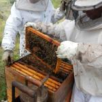 20121017 Fazenda Apicultura abelhas prática doutorado RGV 007.jpg