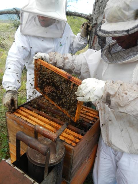 20121017 Fazenda Apicultura abelhas prática doutorado RGV 007.jpg