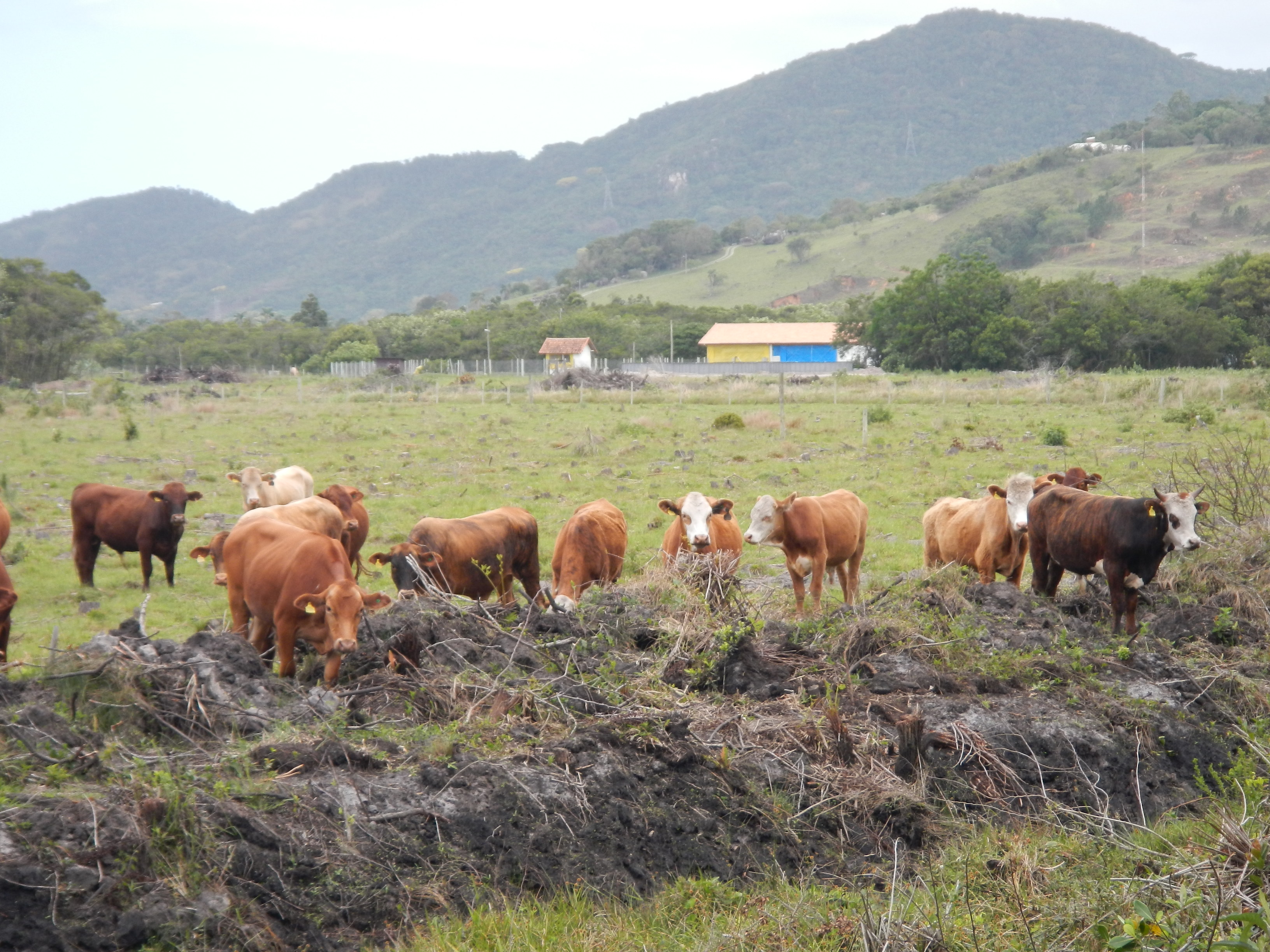 20121019 Fazenda Bioestatística Coleta Fezes bovinos velhos 001.jpg