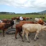 20121019 Fazenda Bioestatística Coleta Fezes bovinos velhos 002.jpg
