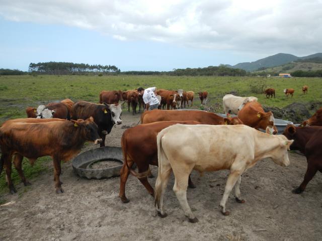 20121019 Fazenda Bioestatística Coleta Fezes bovinos velhos 002.jpg