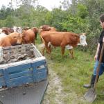 20121019 Fazenda Bioestatística Coleta Fezes bovinos velhos 005.jpg