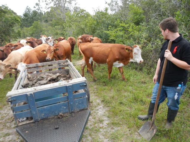 20121019 Fazenda Bioestatística Coleta Fezes bovinos velhos 005.jpg