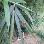20121019 Fazenda Entomologia inseto Besouro joaninha bambu 001.jpg