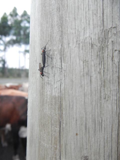 20121022 Fazenda Aula Introdução à Agronomia bovinocultura gado 003 entomologia insetos.jpg