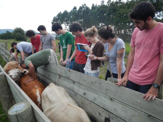 20121022 Fazenda Aula Introdução à Agronomia bovinocultura gado 005.jpg