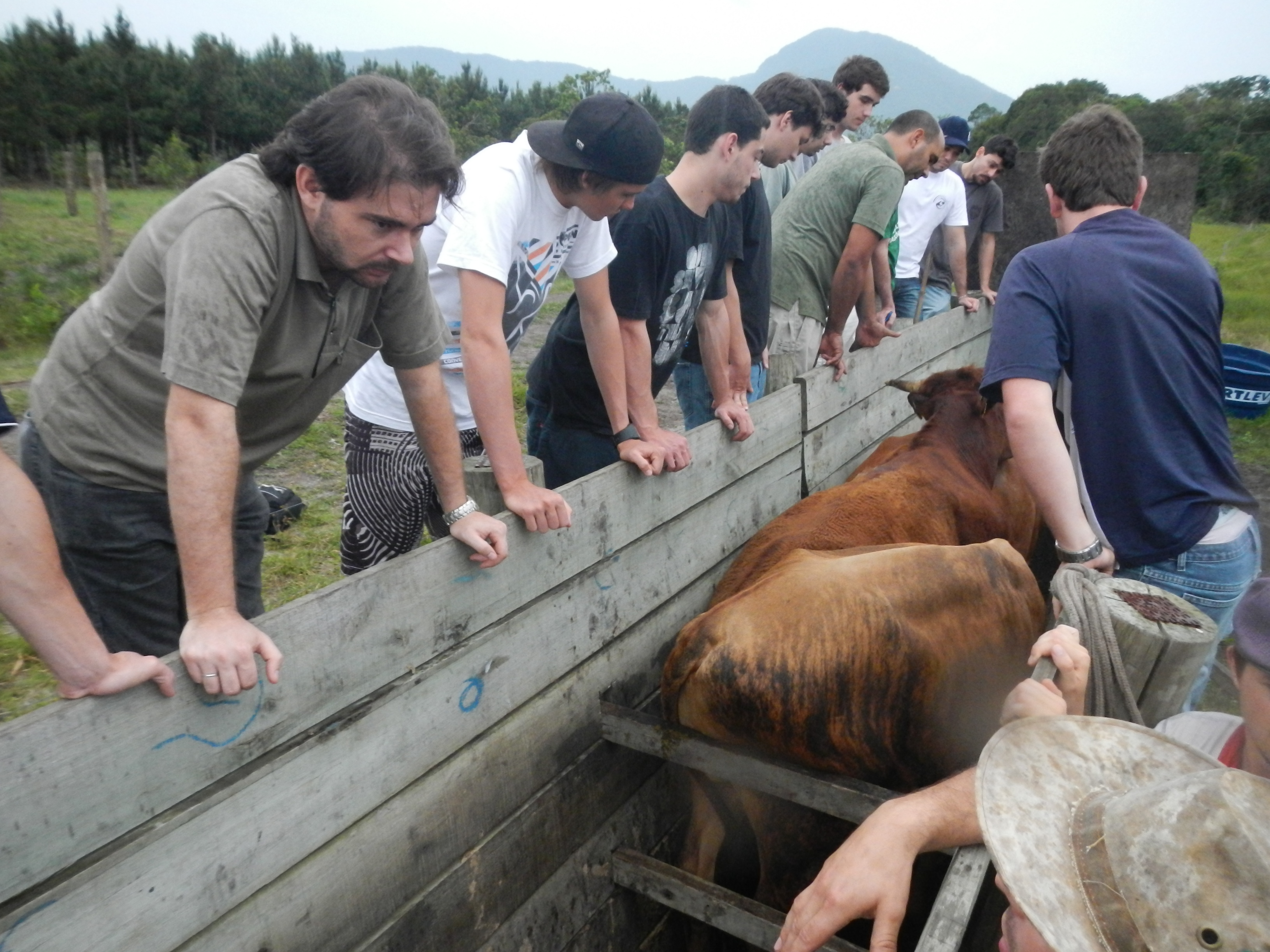 20121022 Fazenda Aula Introdução à Agronomia bovinocultura gado 006.jpg