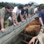 20121022 Fazenda Aula Introdução à Agronomia bovinocultura gado 006.jpg