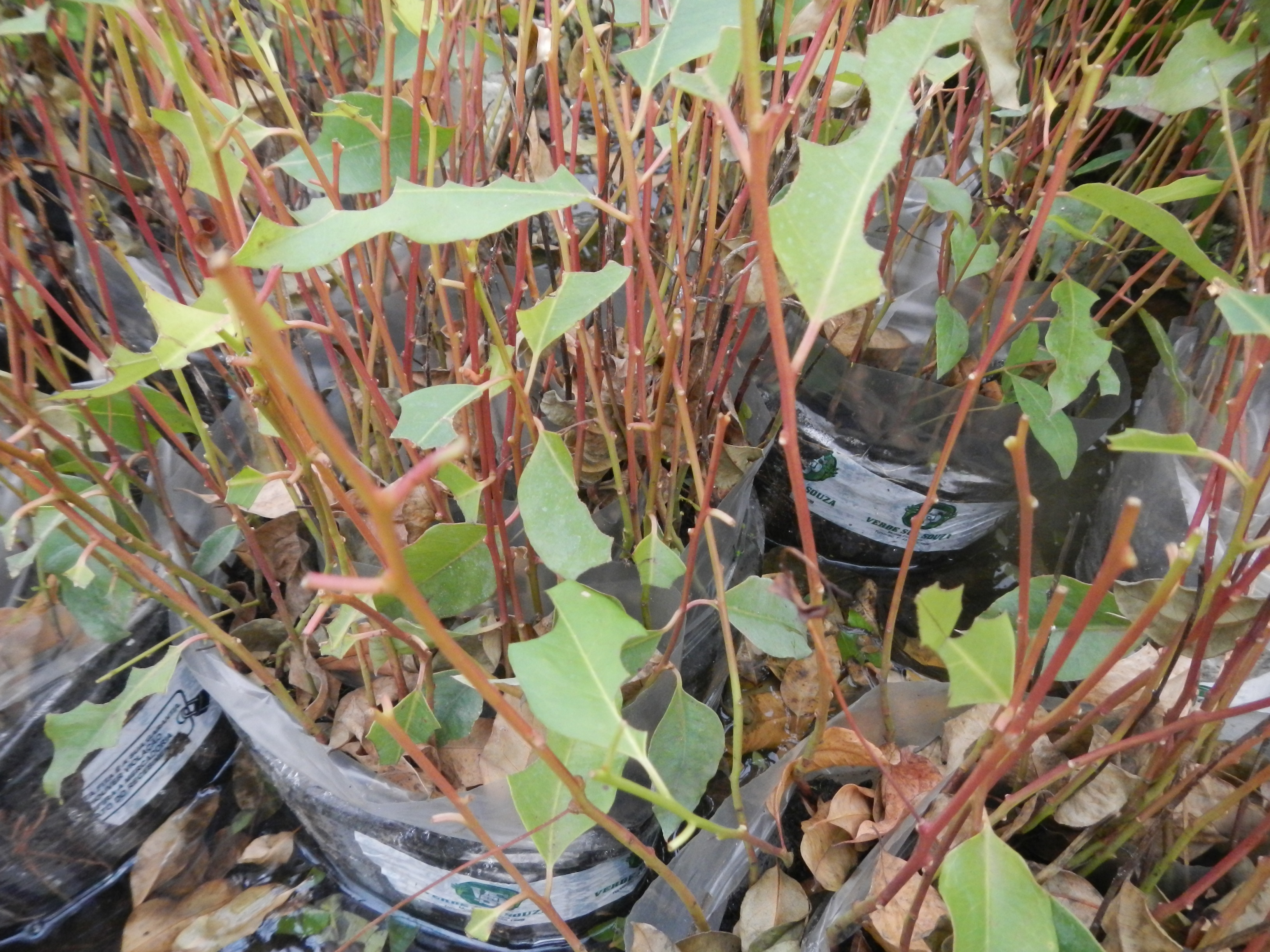 20121024 Fazenda Silvicultura mudas eucalipto atacadas formiga 002.jpg