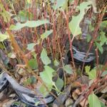 20121024 Fazenda Silvicultura mudas eucalipto atacadas formiga 002.jpg