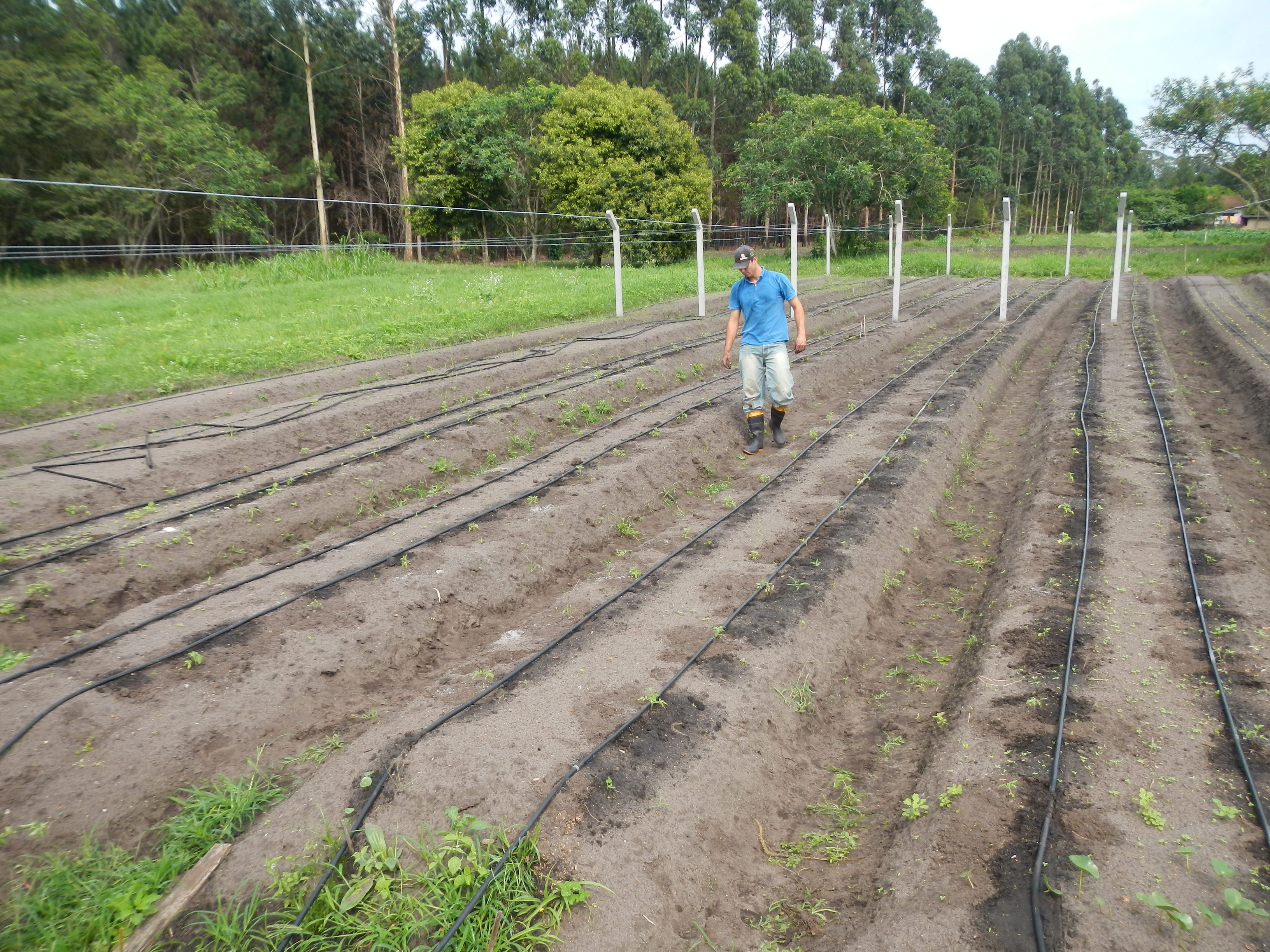 20121029 Fazenda Horta Plantio Tomateiro experimento fitopatolog 001.jpg