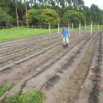 20121029 Fazenda Horta Plantio Tomateiro experimento fitopatolog 001.jpg