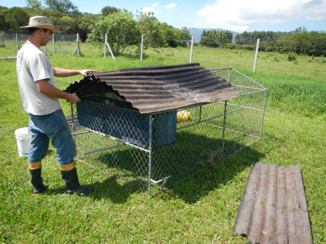 20121105 Fazenda Avicultura móvel reforma Trator-de-galinha zoot.jpg