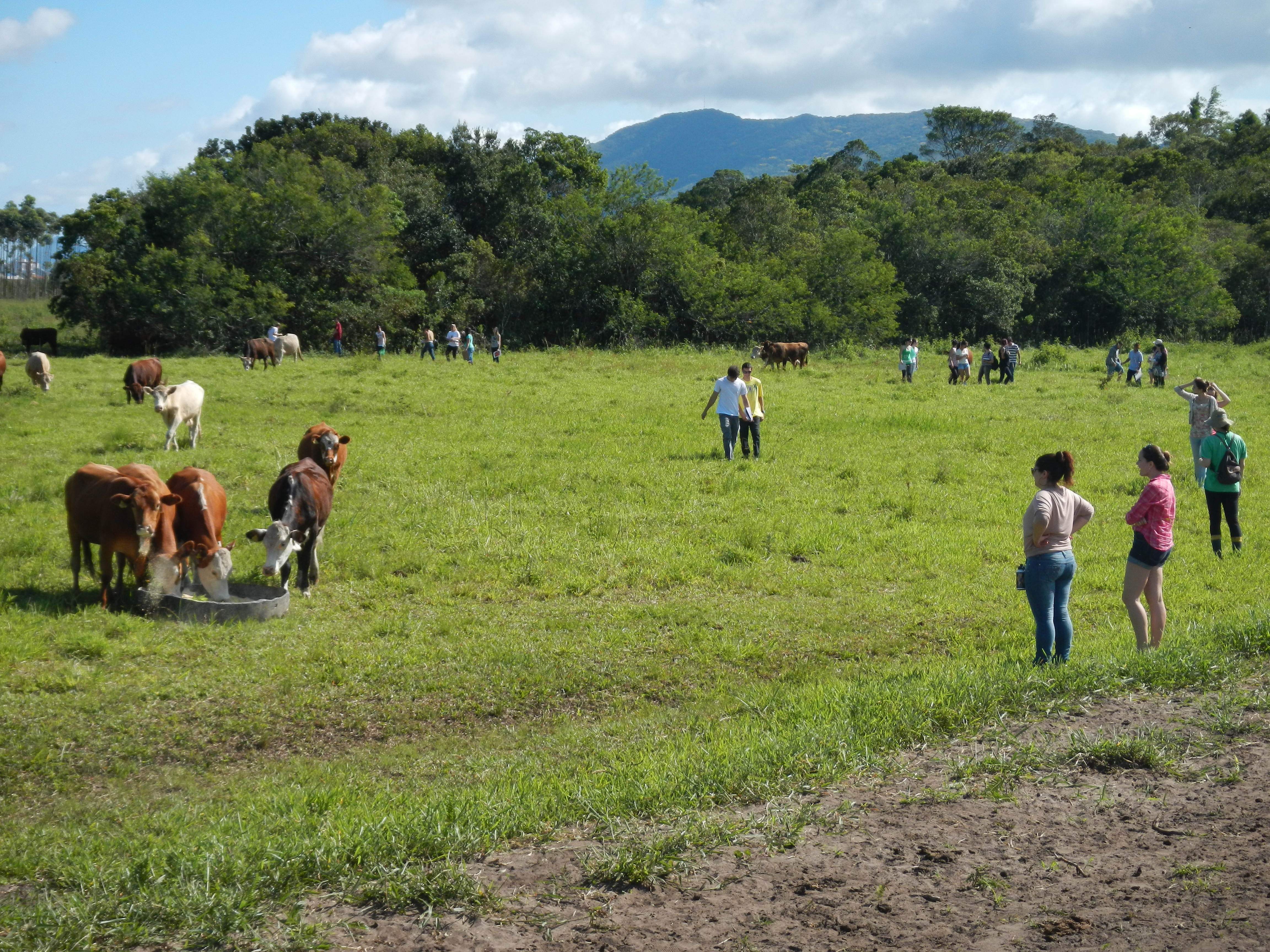20121106 Fazenda Aula Etologia Bovinocultura zootenia 004.jpg