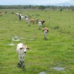 20121116 Fazenda Gado de corte novo Pastagem zootecnia.jpg