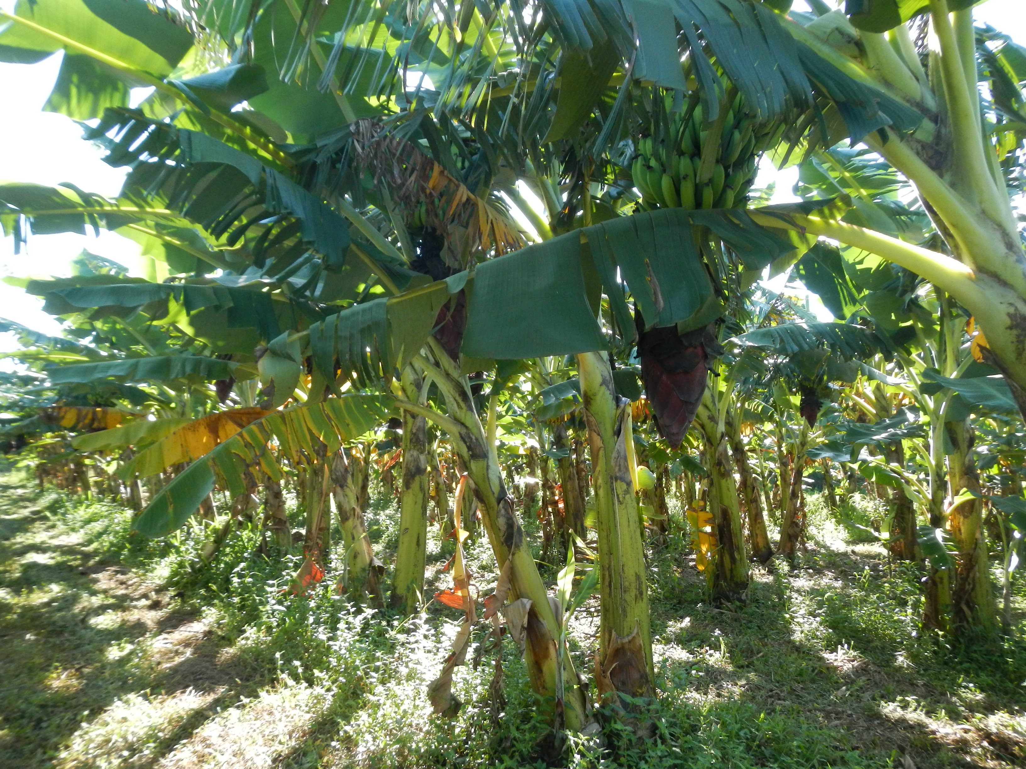 20121121 Fazenda Fruticultura Bananal Bananicultura.jpg