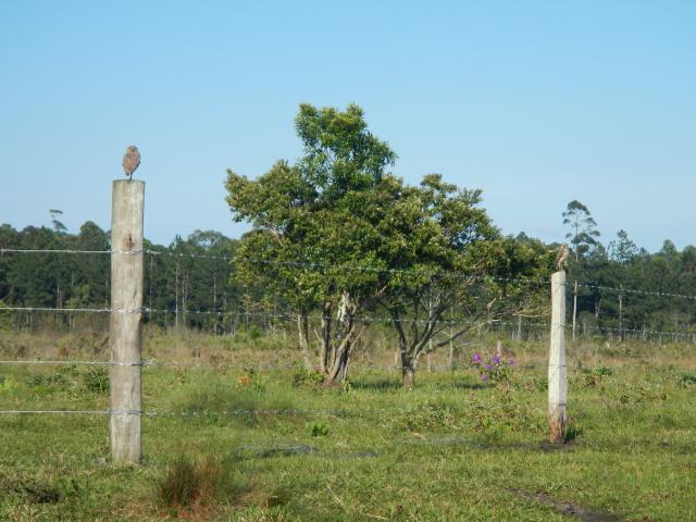 20121122 Fazenda Ornitofauna Aves Corujas Pastagem 001.jpg