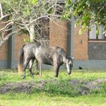 20121129 Fazenda Animal vizinhos largado em área publica cavalo.jpg