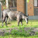 20121129 Fazenda Animal vizinhos largado em área publica cavalo 001.jpg