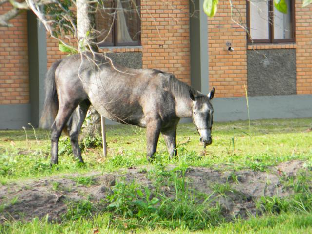 20121129 Fazenda Animal vizinhos largado em área publica cavalo 001.jpg