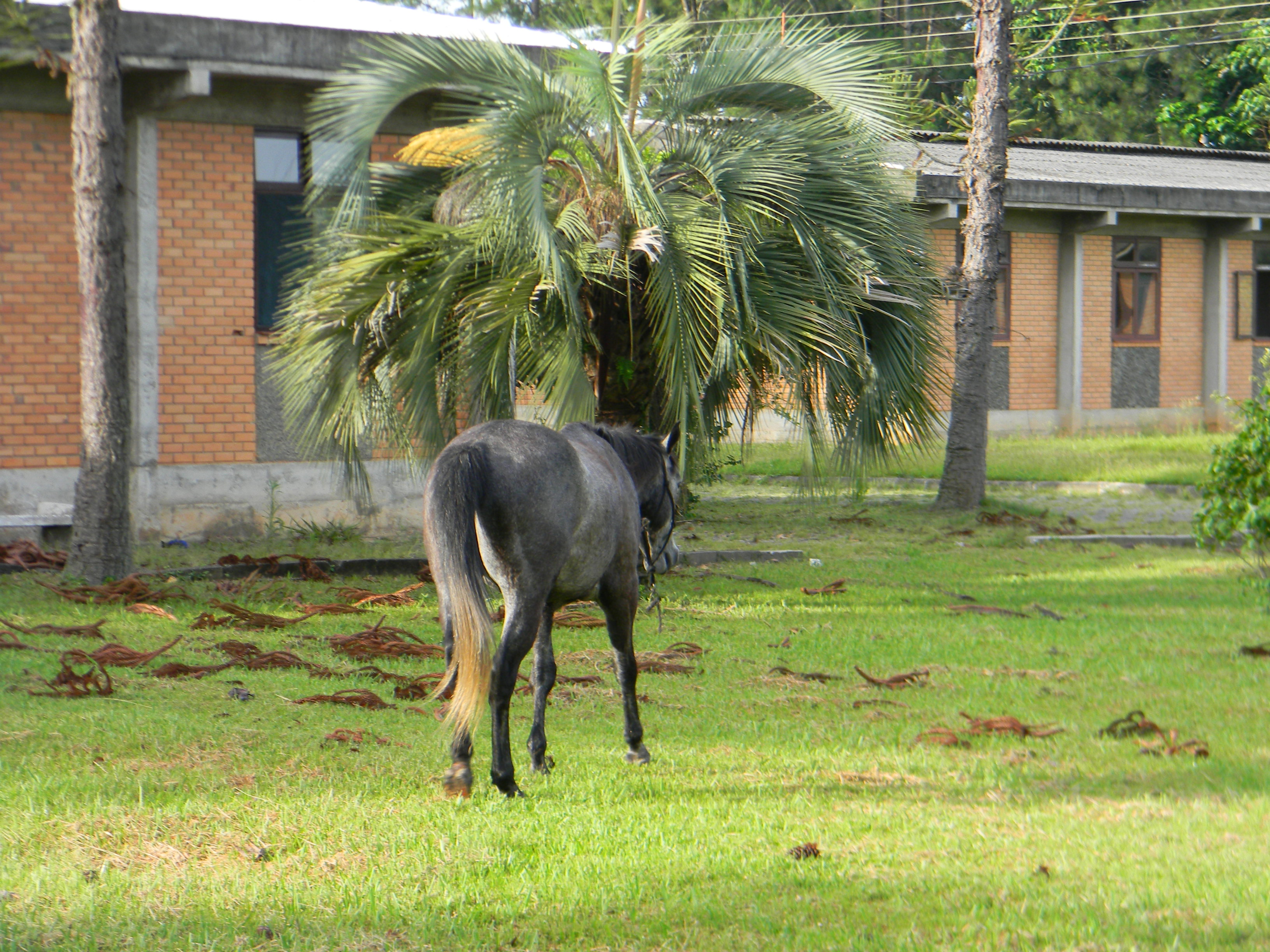 20121129 Fazenda Animal vizinhos largado em área publica cavalo 003.jpg