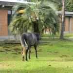 20121129 Fazenda Animal vizinhos largado em área publica cavalo 003.jpg