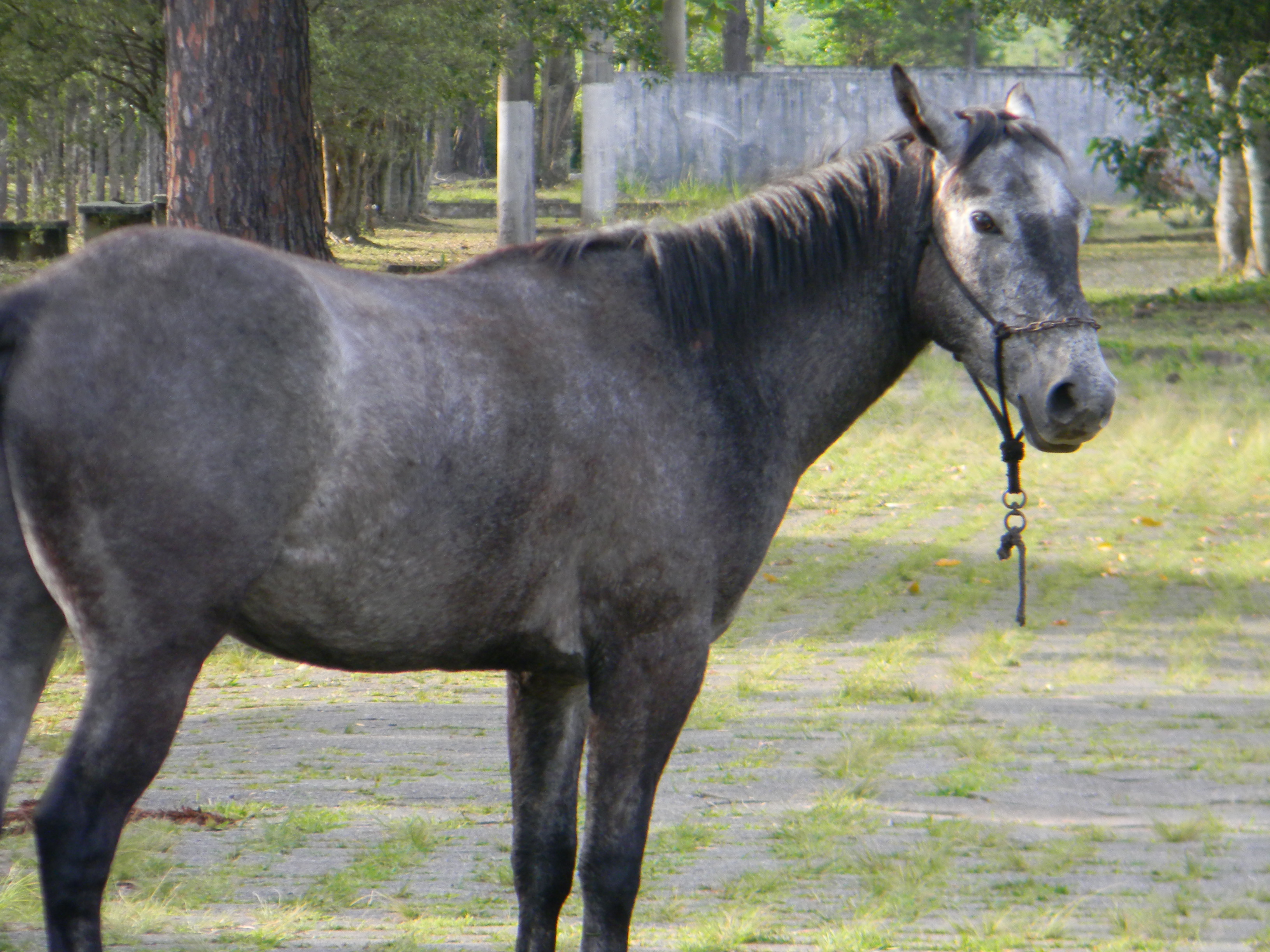 20121129 Fazenda Animal vizinhos largado em área publica cavalo 005.jpg