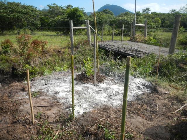 20121203 Fazenda Agroecologia implantação experimento SAF ADAE 017 Bambu Guadua angustifolia.jpg