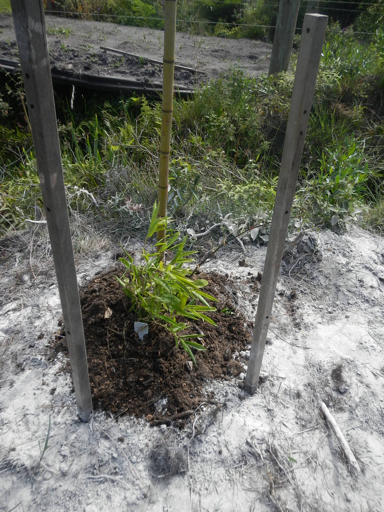 20121203 Fazenda Agroecologia implantação experimento SAF ADAE 018 Bambu Guadua angustifolia.jpg