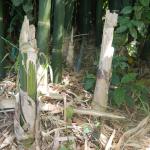 20121204 Fazenda Bambu orientação manejo errado touceira 002.jpg
