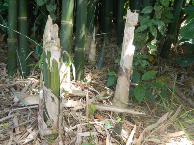 20121204 Fazenda Bambu orientação manejo errado touceira 002.jpg