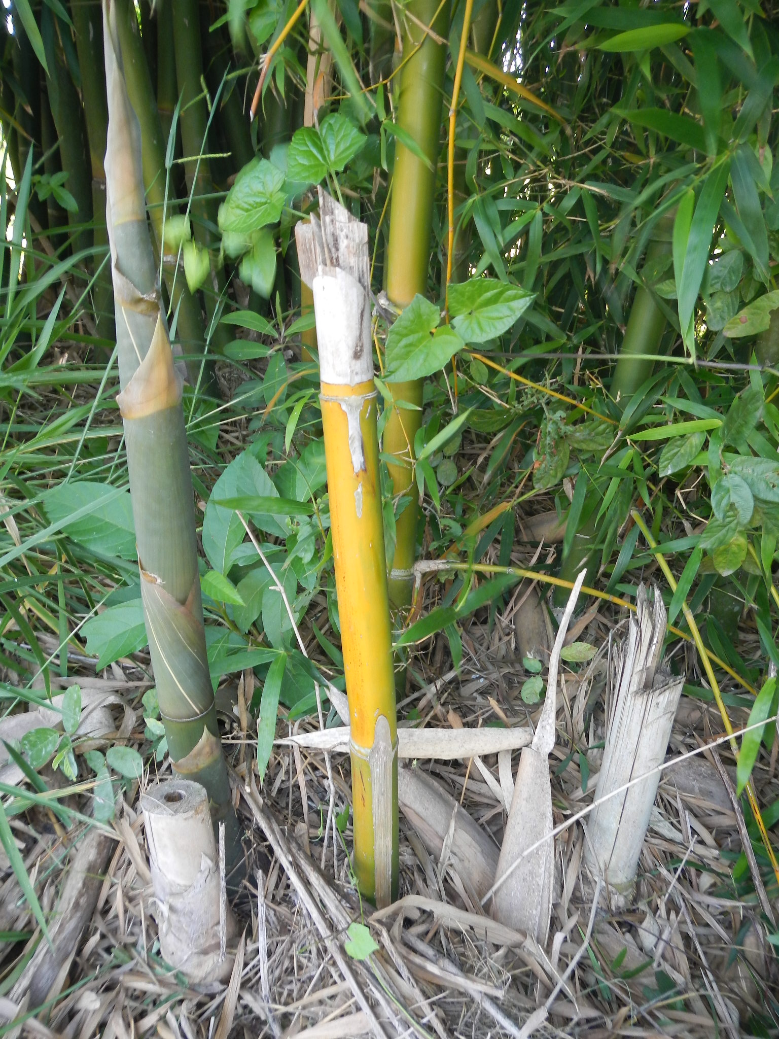 20121204 Fazenda Bambu orientação manejo certo e errado touceira 005.jpg